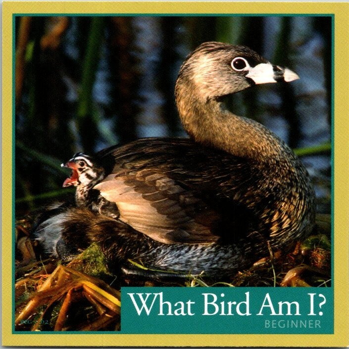 2012 Outset Media WHAT BIRD AM I? cards (you pick) pack fresh Free Ship #2