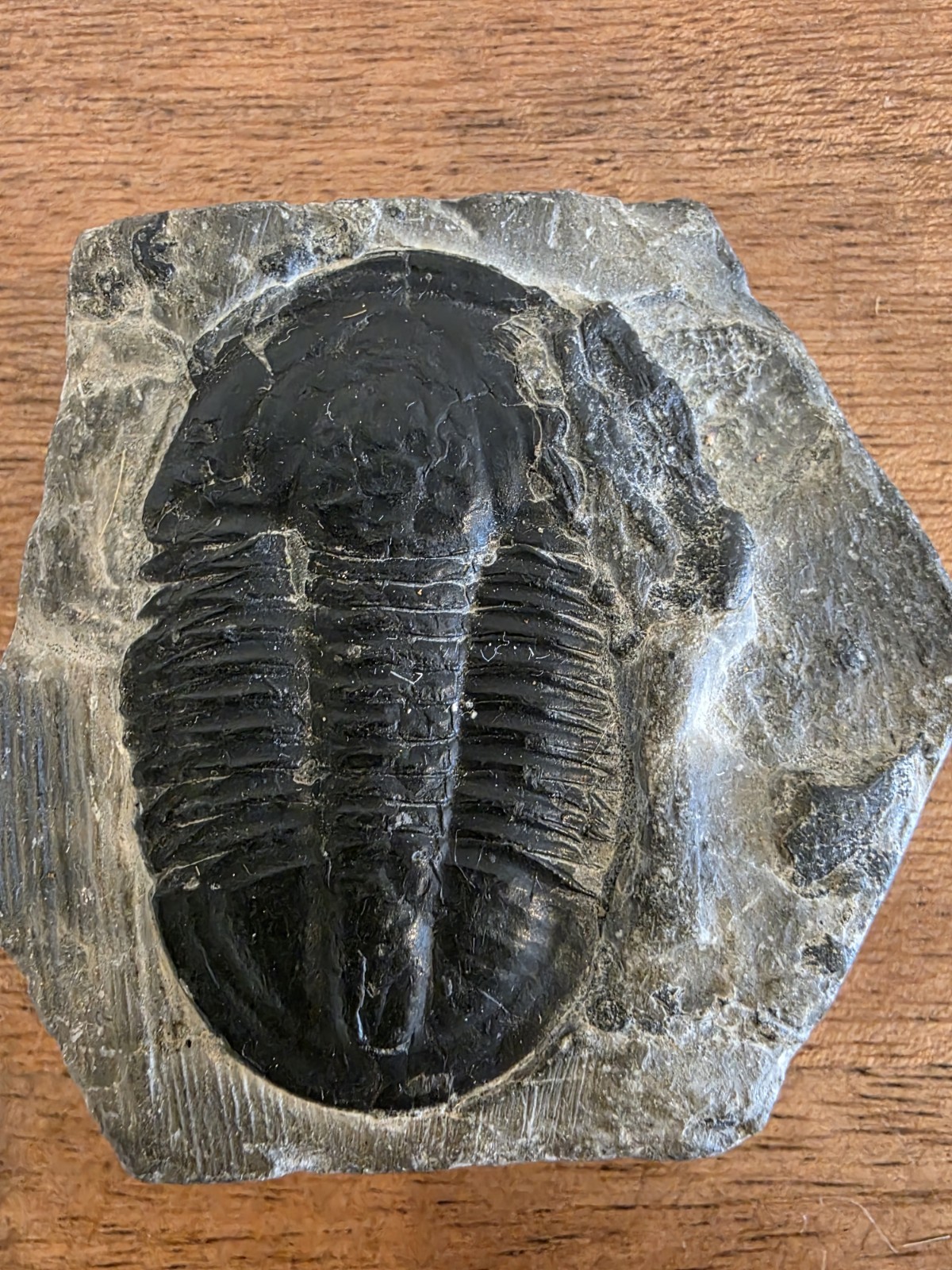2″Trilobite Metacanthina Fossil, Devonian 390 Million YO, from Morocco (4.7 oz.)