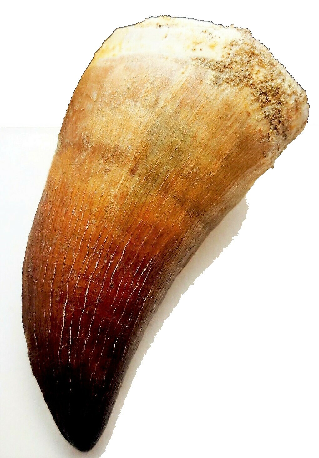 2 INCH MOSASAUR TOOTH LARGE MARINE DINOSAUR MOSASAURUS REAL FOSSIL EXTINCT LARGE