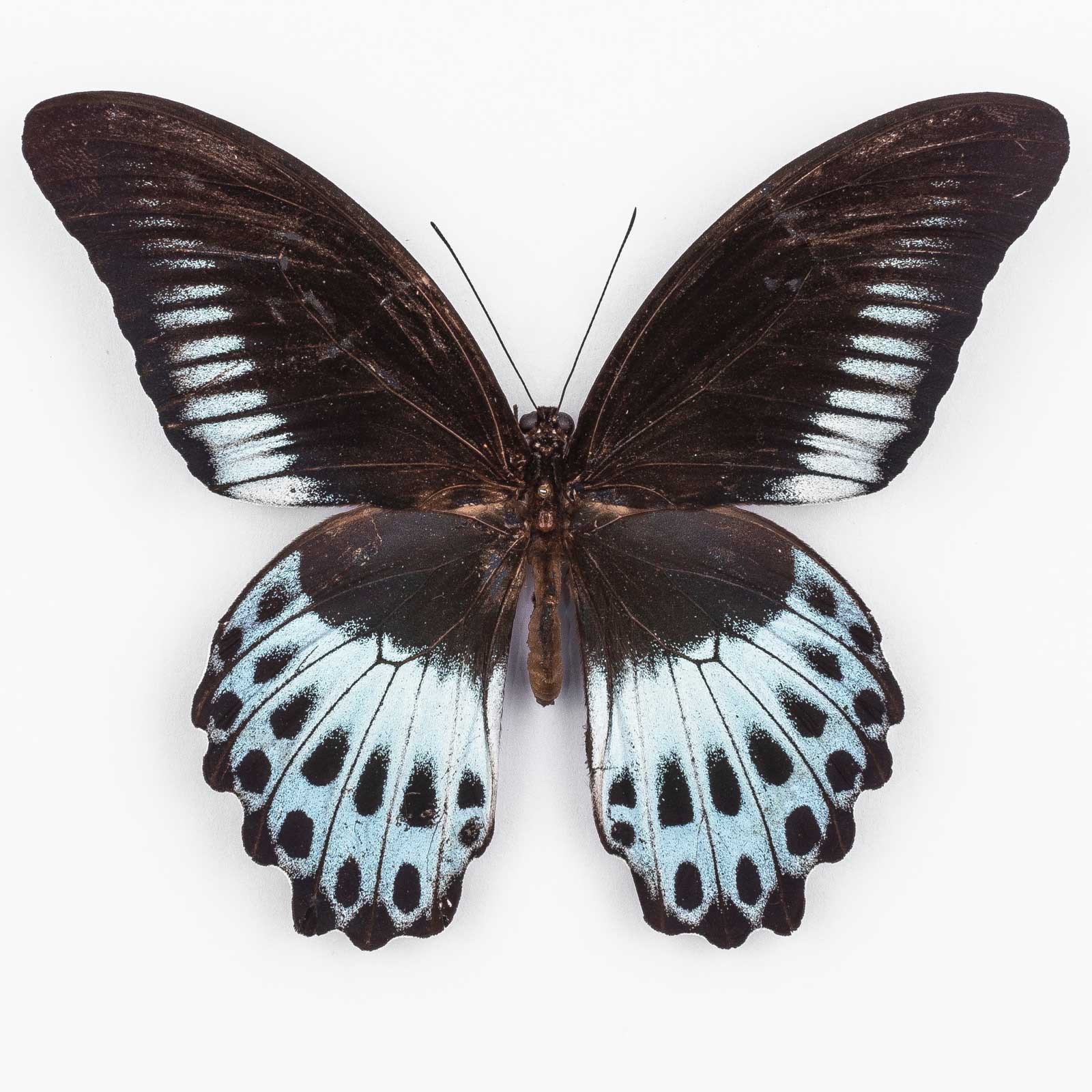 Papilio Polymnestor Parinda – Huge ♂ Sri Lanka – Male – Antique Collection