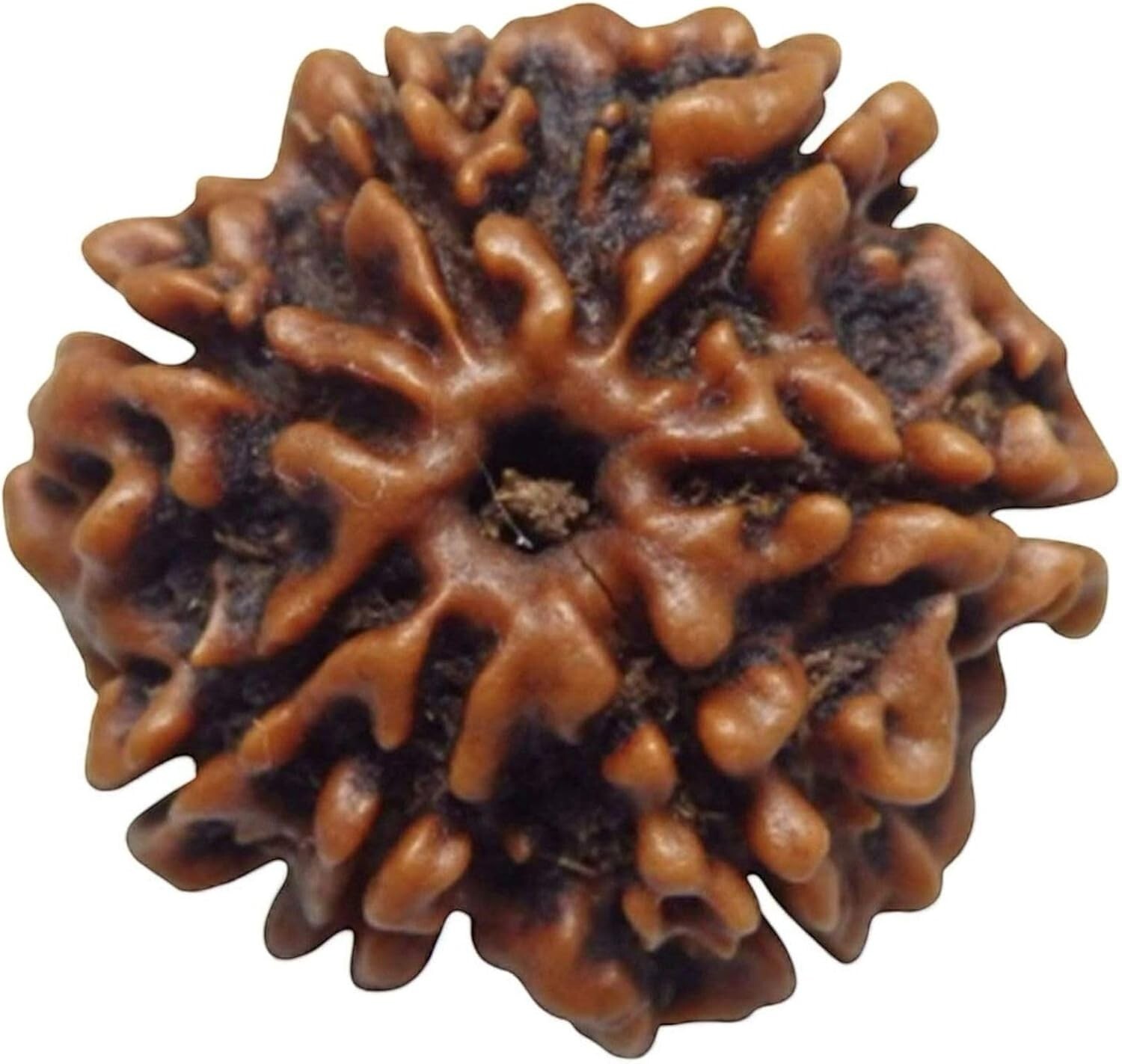 7 Mukhi/Faced Nepali Rudraksha 100% Natural, Original & Certified Astrological R