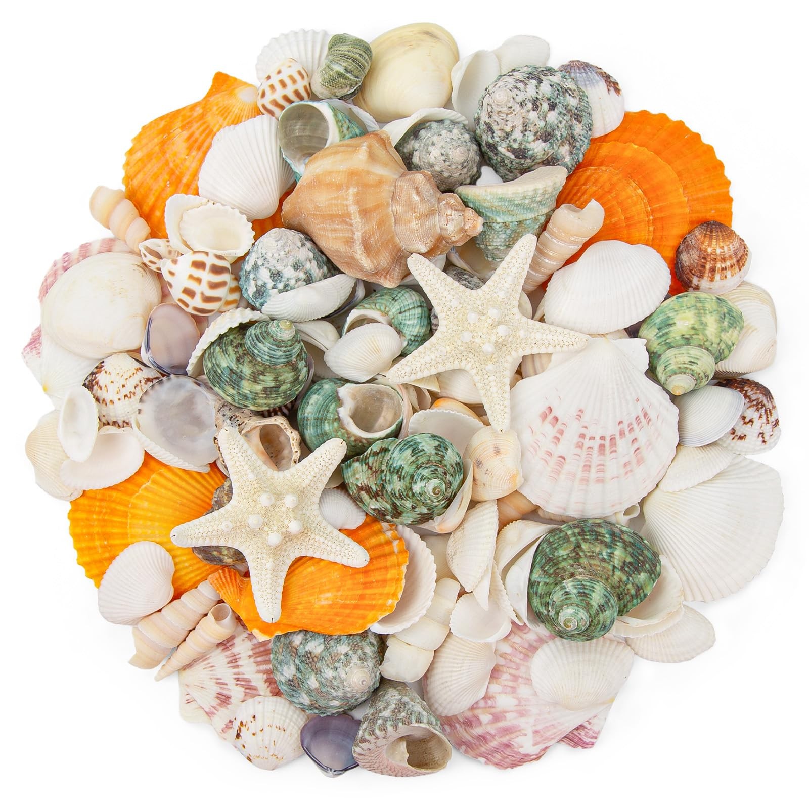 Natural Sea Shell Mixed Ocean Shells Set – 0.8″-2.5″ Various Sizes Seashell C…